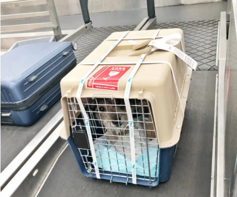 阳泉宠物托运 宠物托运公司 机场宠物托运 宠物空运
